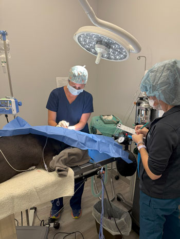 Crosswinds Veterinary Hospital