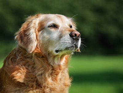 Crosswinds Veterinary Hospital